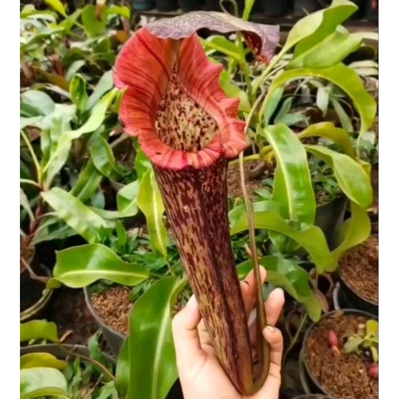 

Maxima Dark x (viking x ampullaria)