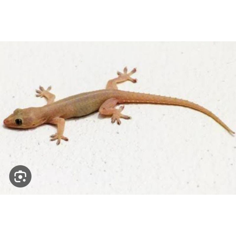 Cicak Rumah Hidup Pakan Reptil Predator Obat Herbal Termurah