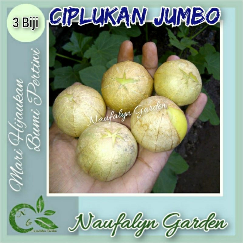 3 Bibit Benih Biji Buah Ciplukan Jumbo Cisineros Cecendet Besar