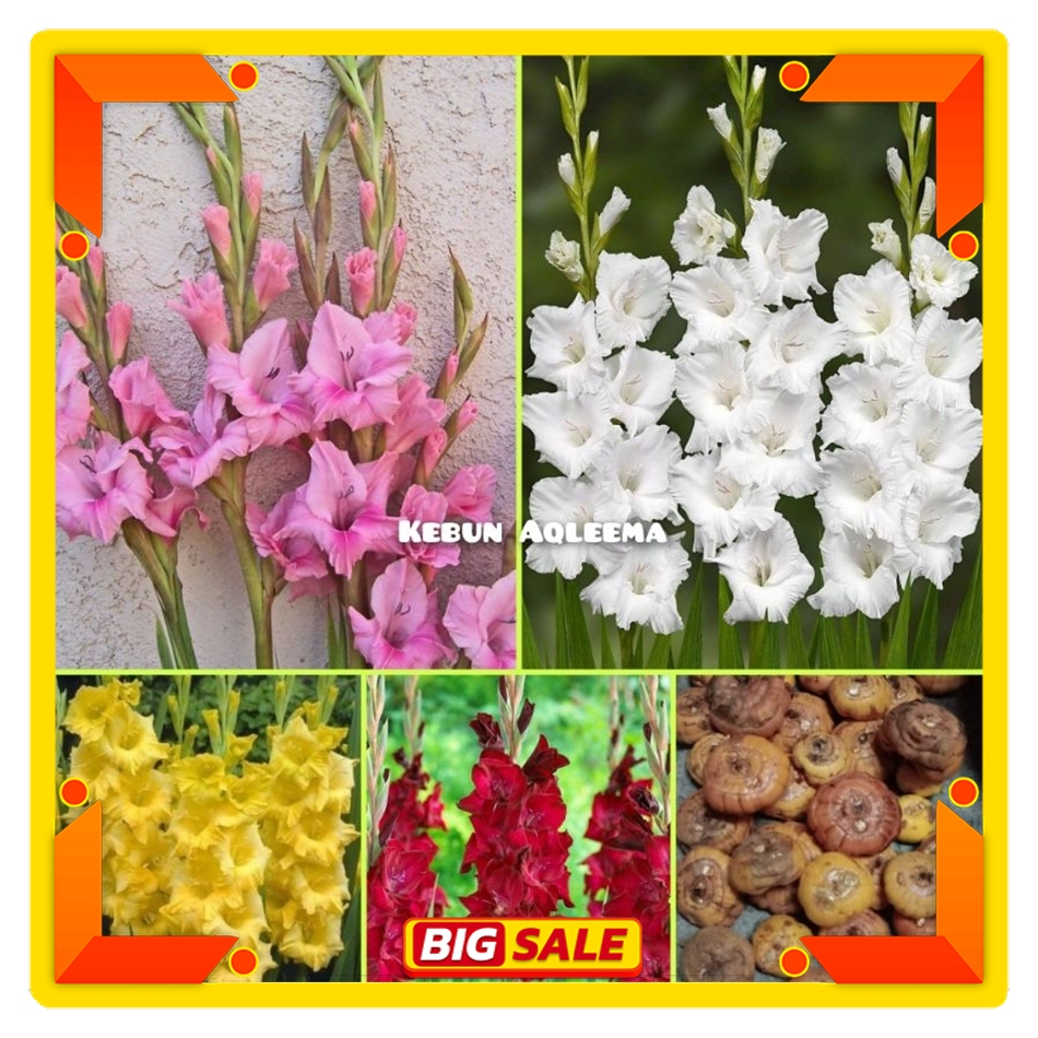 Umbi Bunga Radiul - Bunga Gladiol Holland