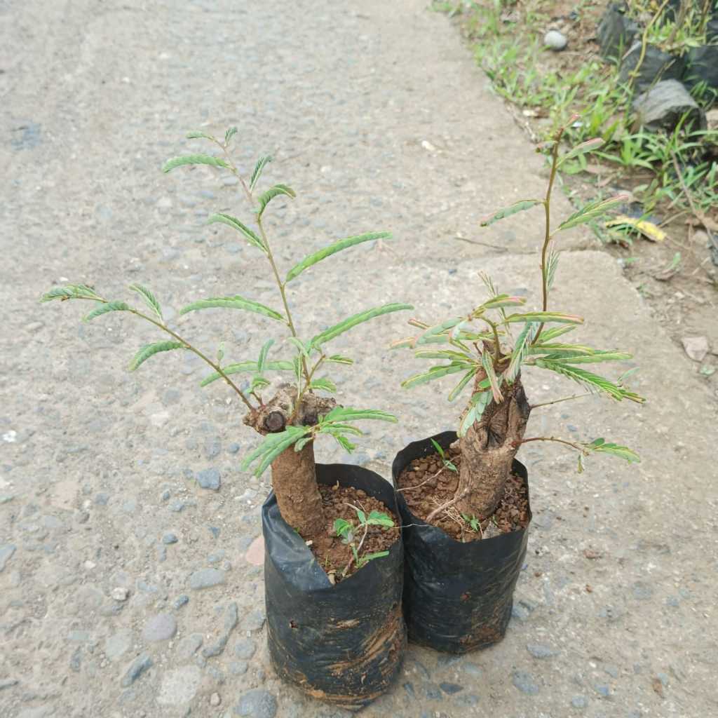 Bibit Tanaman Malaka / Kemloko Bisa Untuk Bonsai Unik Siap Tanam