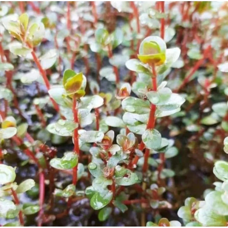 Tanaman Rotala Bloodred(tanaman air aquascape/aquarium)isi 20 btg