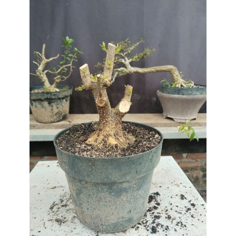 bahan bonsai anting putri prokar prospek