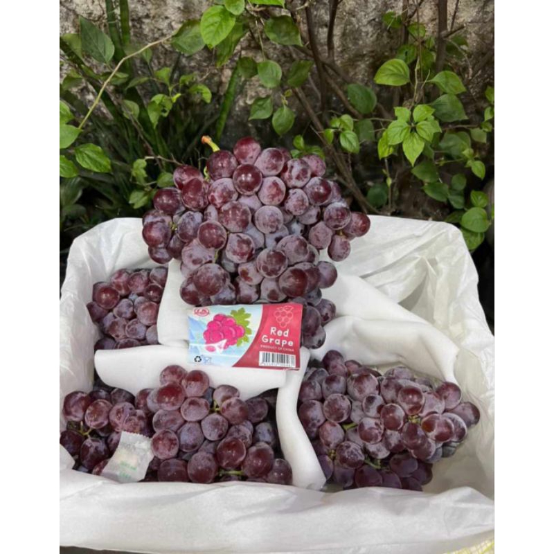 

Anggur Red Globe Australia Garing 9 kg 1 Dus Manis