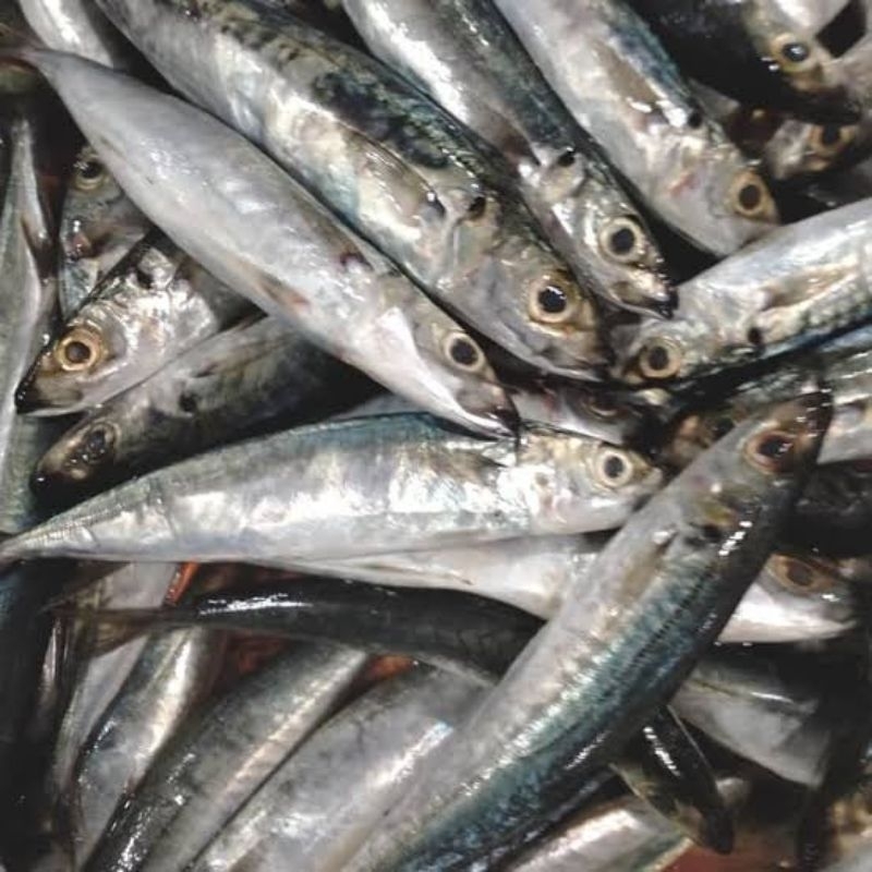 

Ikan Layang, Pasar Murah Makassar