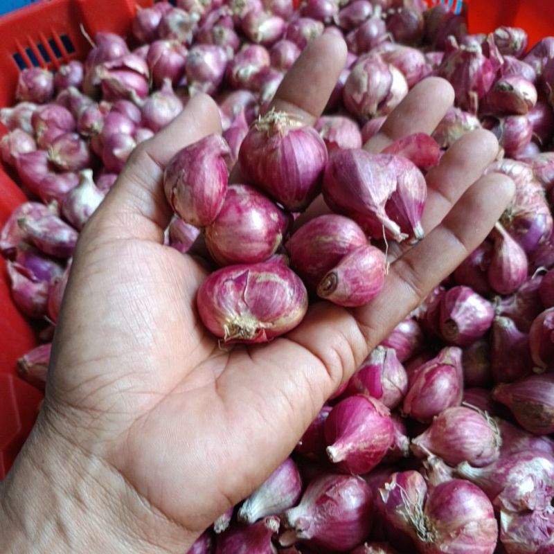 

bawang merah nganjuk
