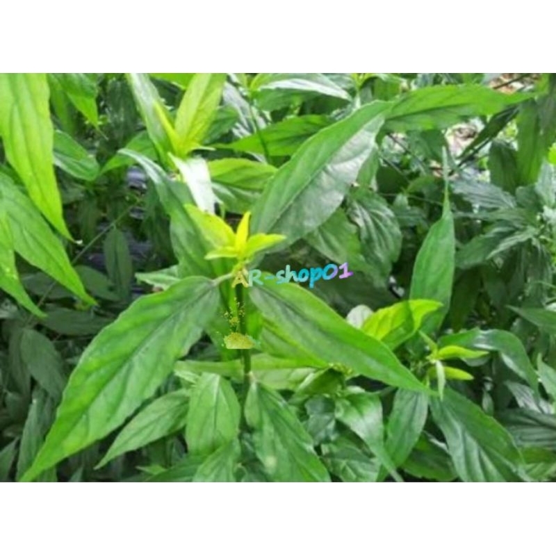 

daun belalai gajah/dandang gendis segar per 500g