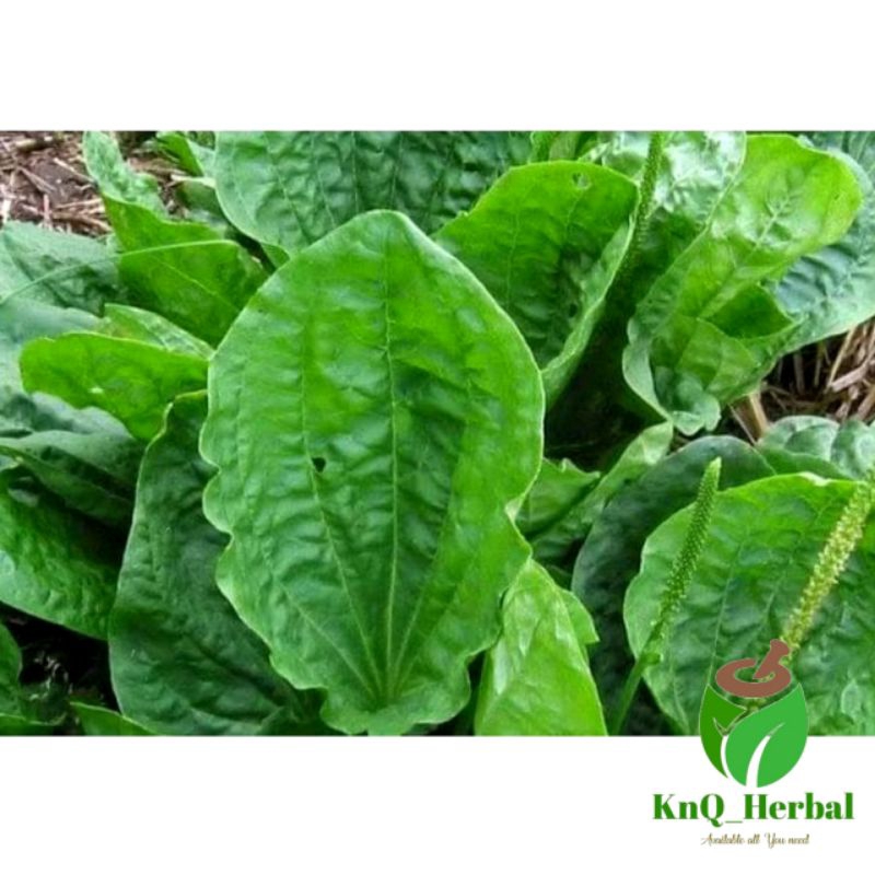 

Daun Sendok Daun Kiurat Asli Segar 1kg