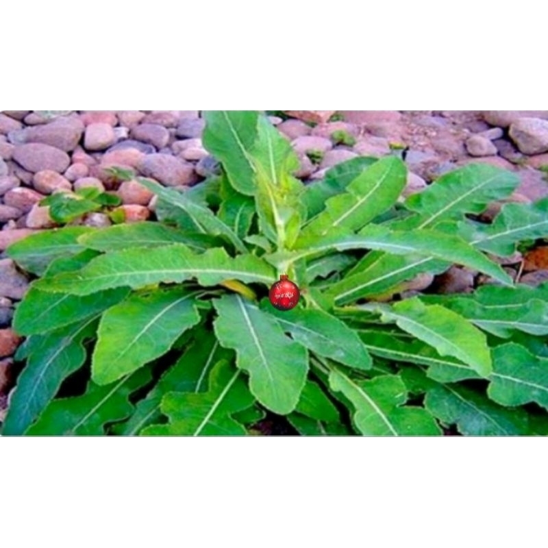 

daun tempuyung segar fress