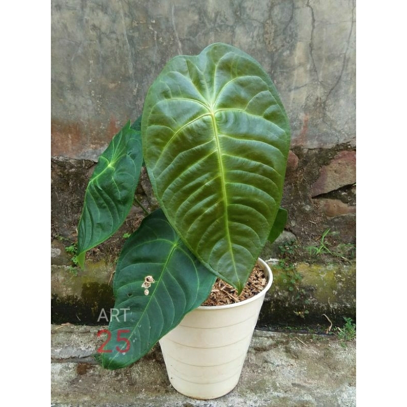 Anthurium Veitchii x Forgetii Anturium "Veitfor" Sesuai Foto