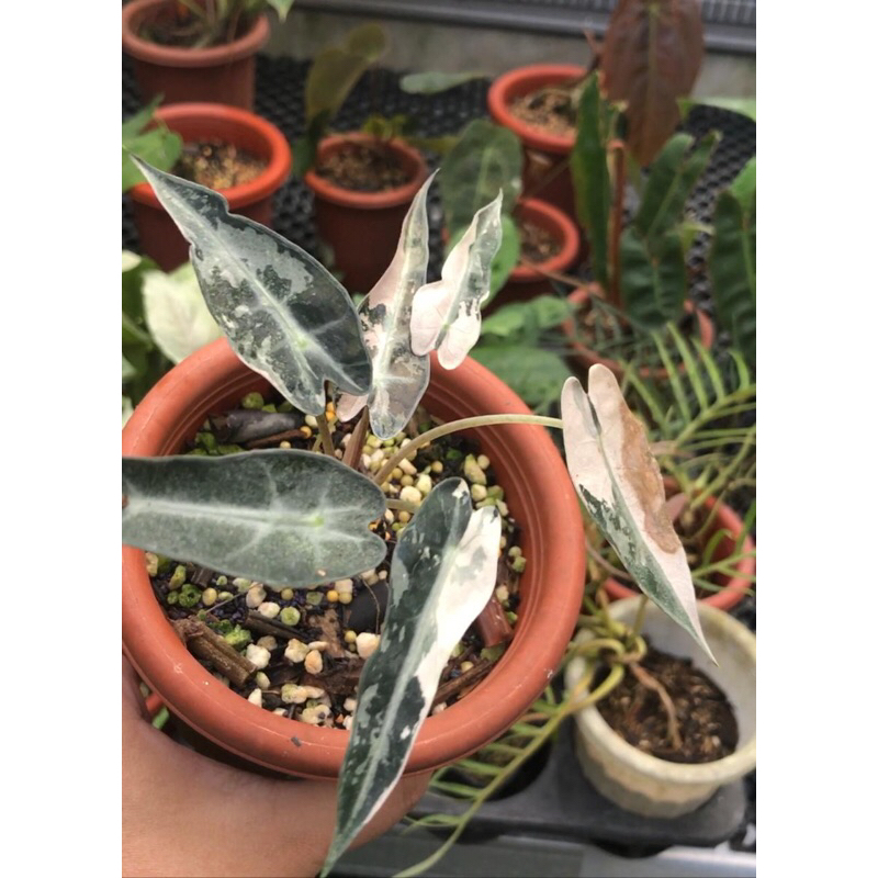 ALOCASIA BAMBINO VARIGATA ALBO/PUTIH