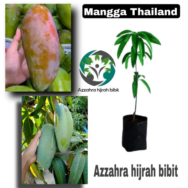 bibit mangga Thailand/mangga Thailand jumbo/mangga madu jumbo/mangga kiojay jumbo