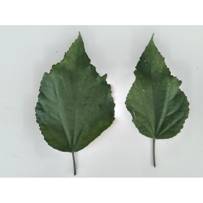 

Daun wera segar 50 lembar ecoprint