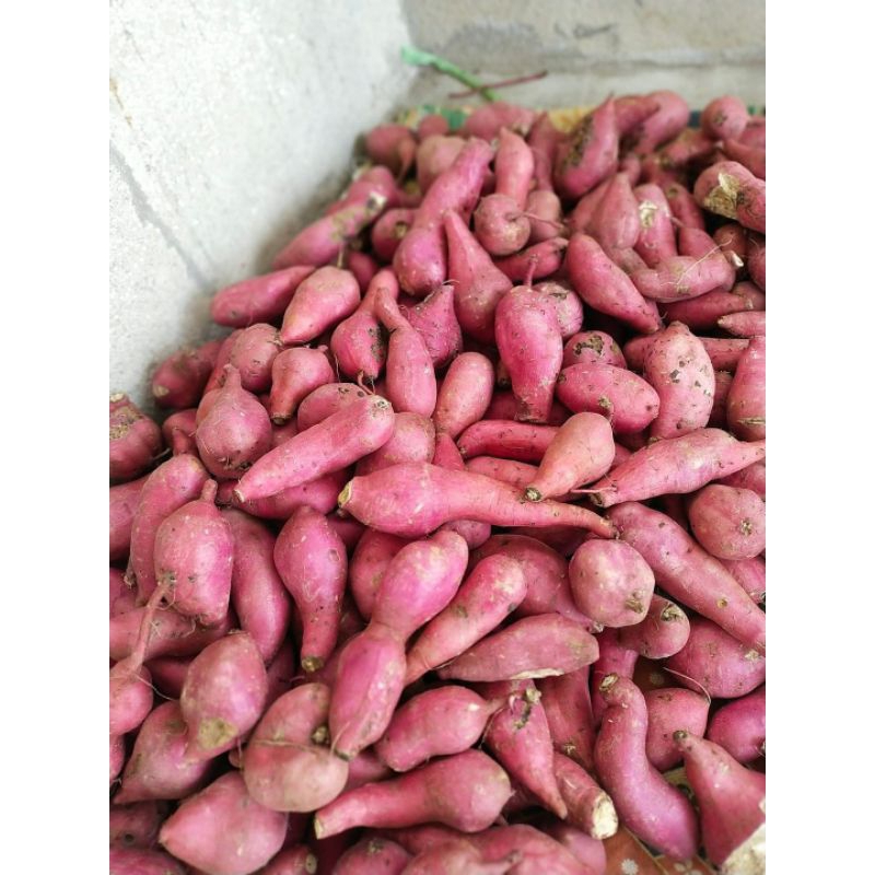 

UBI JALAR MADU,UBI MENTAH FRES