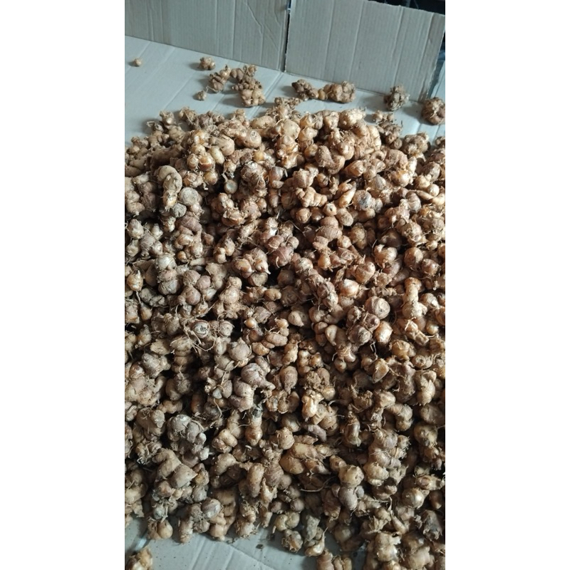 

kencur tua wangi fresh 1 kg