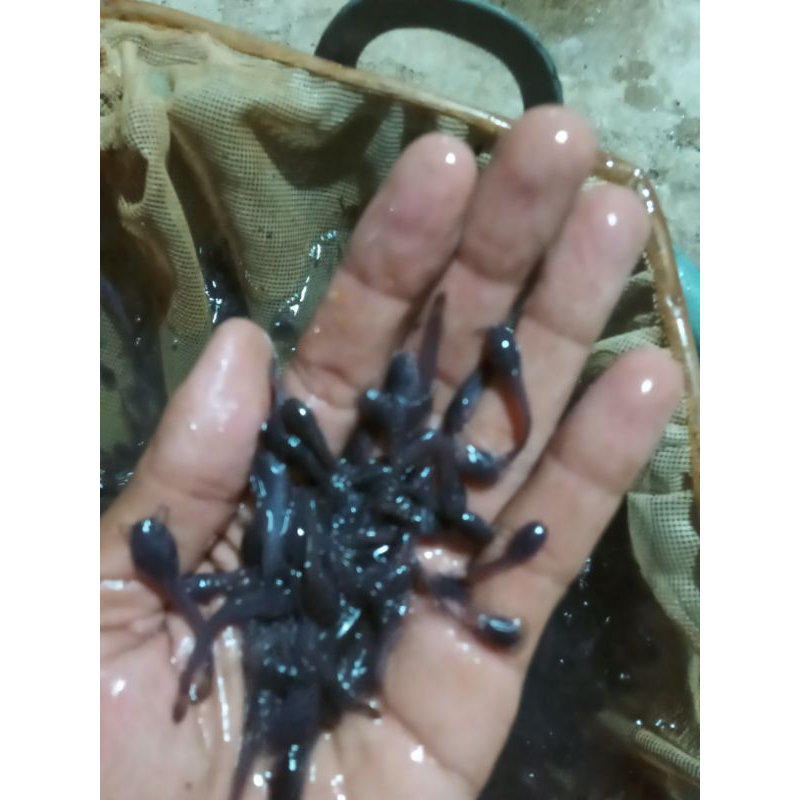 promo bibit lele Sangkuriang paket100