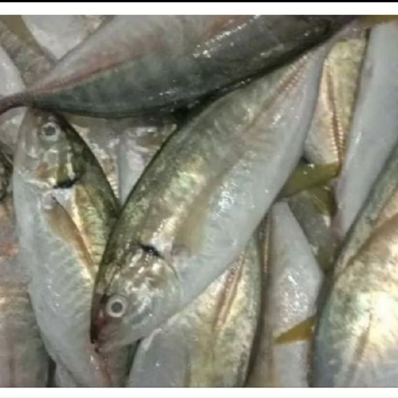 

Ikan Kembung Como