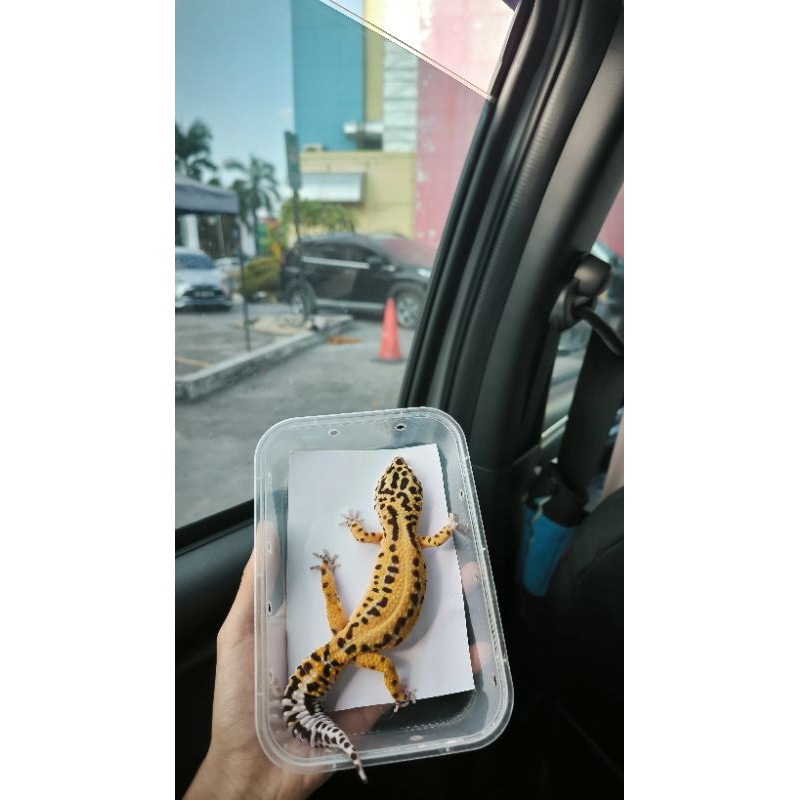 Gecko Boldstripe Ph Tremper