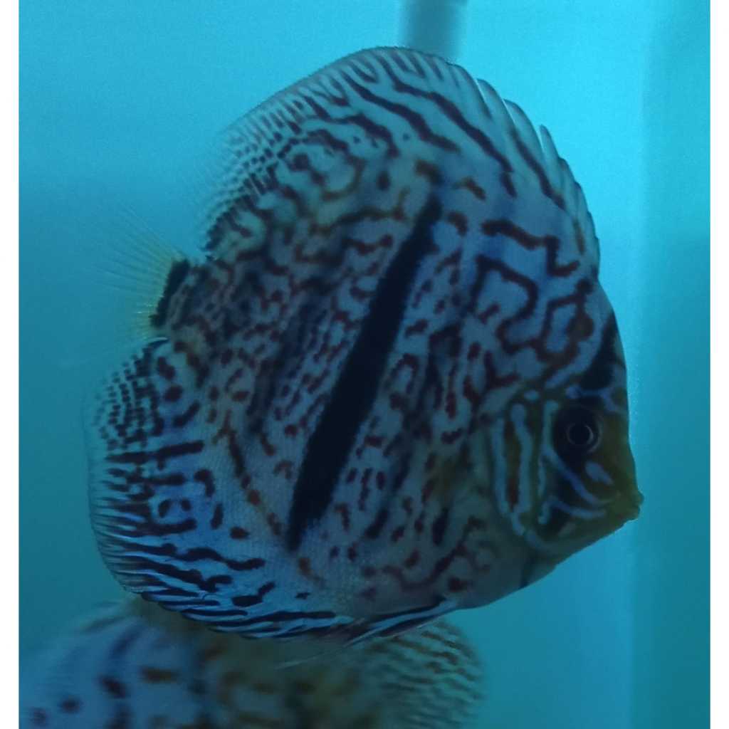 Ikan Discus Heckel Cross 2,5" inch s/d 5" inch