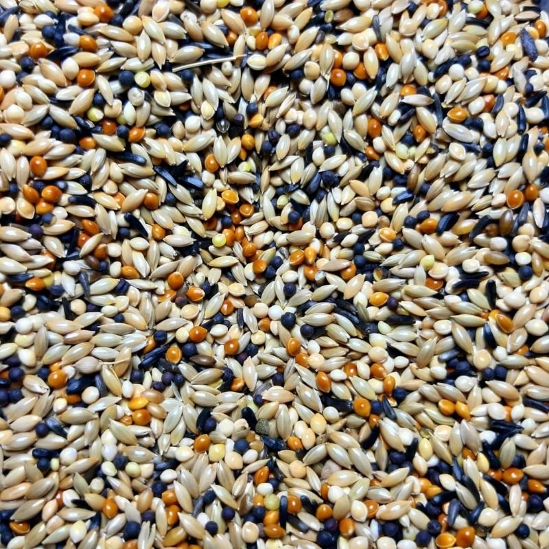 PAKAN KENARI KILOAN PAKAN BURUNG KENARI SEED CAMPUR 1kg