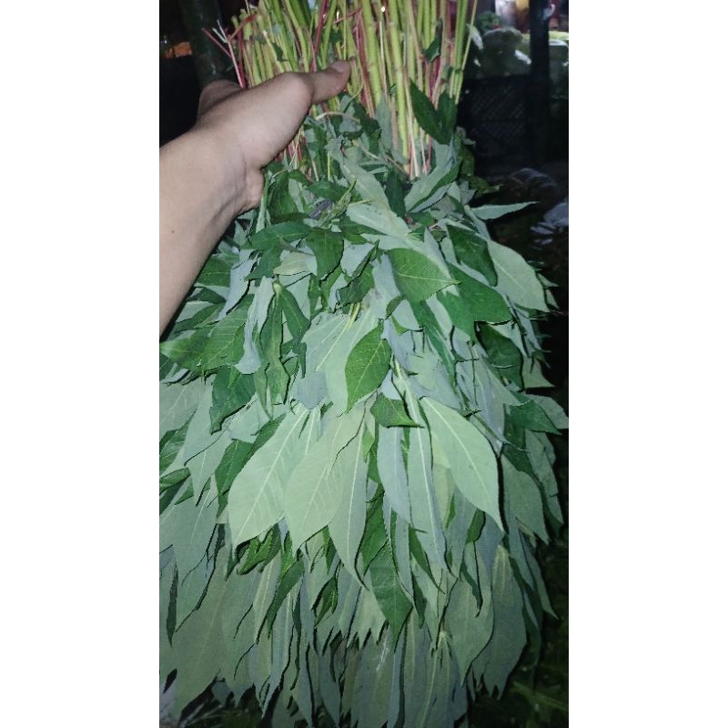 

daun singkong 1 ikat besar 1ikat