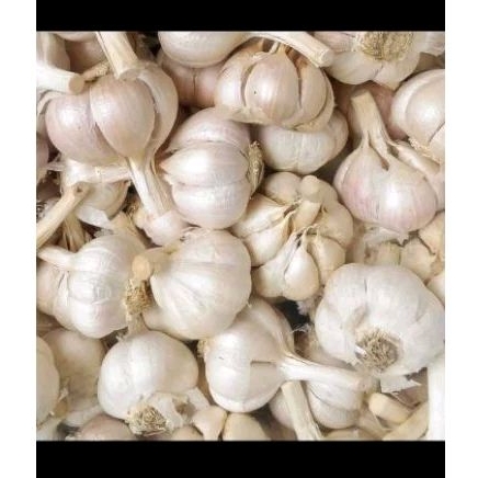

Bawang putih kating super BP kating