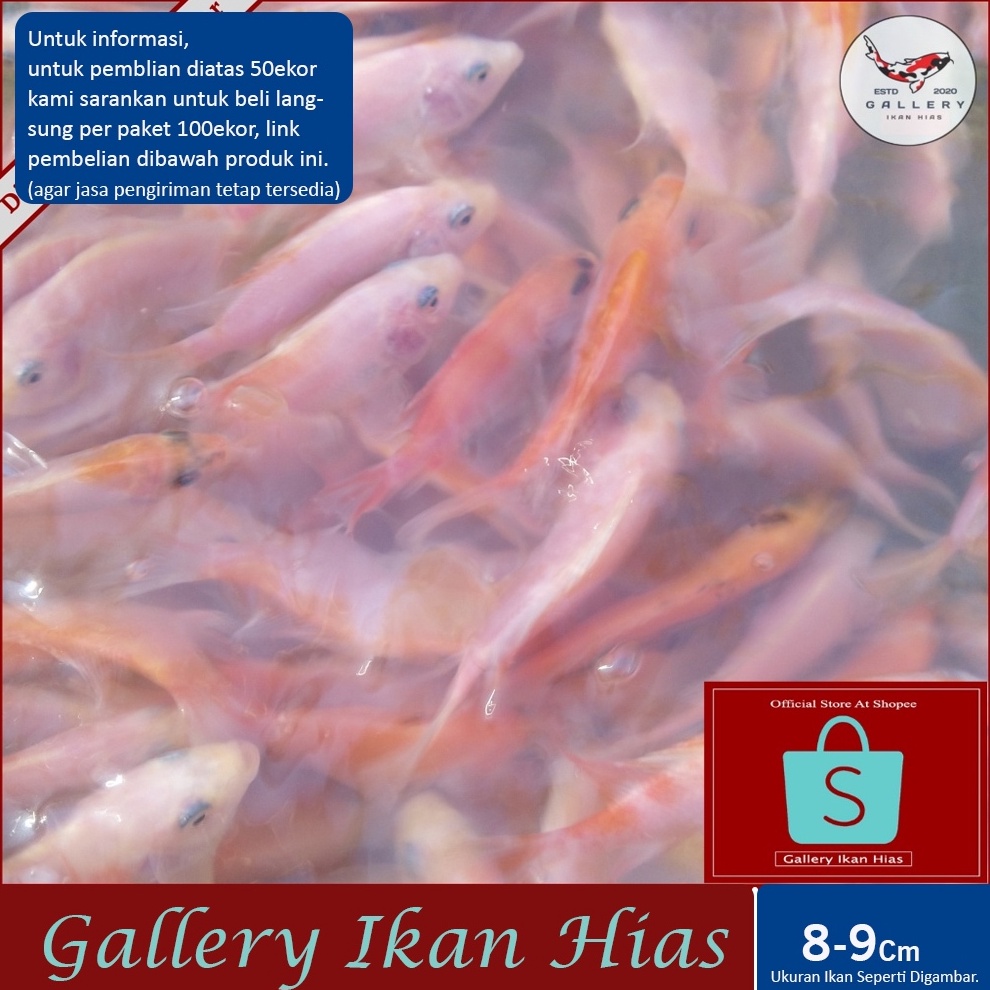 KODE E46N Paket 5ekor  Bibit Nila Merah Bangkok 89Cm 2Jari  Bibit Nila Merah Terdekat Bogor  Ikan Ni