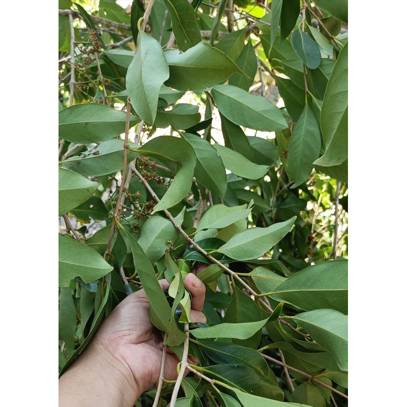 

DAUN SALAM 1 pack
