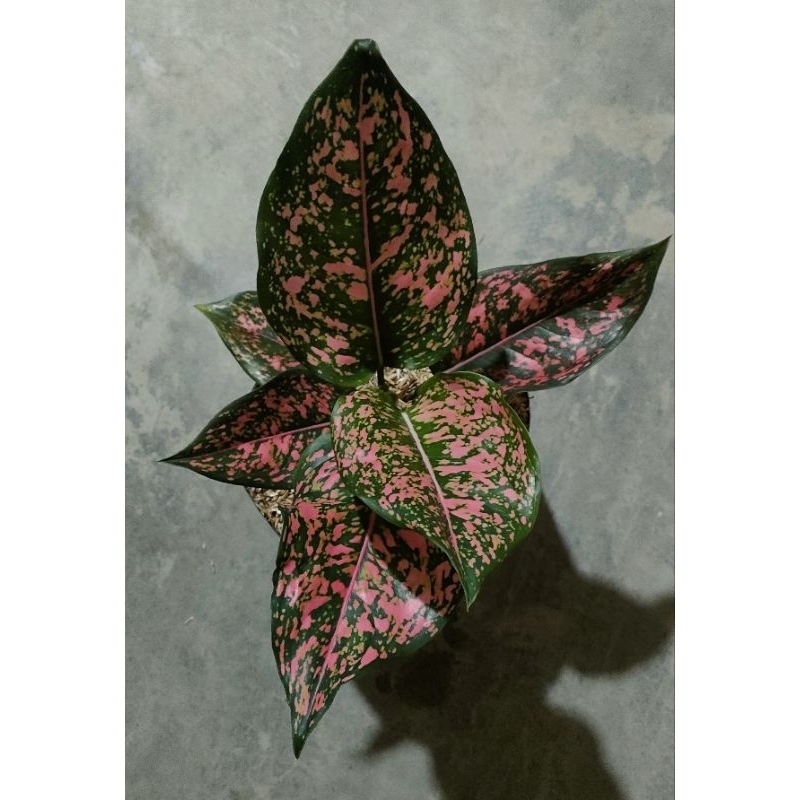 aglo Pink delmension