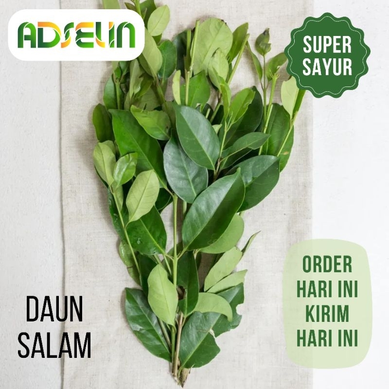 

Daun Salam Hijau Segar Kualitas Super Sayur