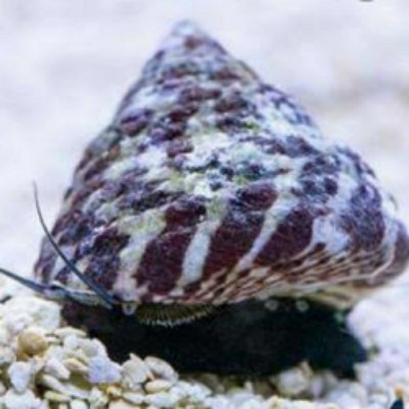 

KEONG TURBO LAUT PEMBERSIH LUMUT AQUARIUM