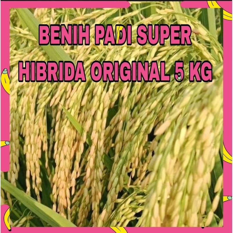 BENIH PADI SUPER UNGGUL HIBRIDA SUPER BERKUALITAS ORIGINAL 5KG
