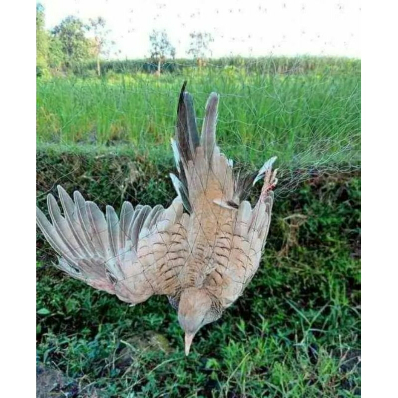 jaring burung perkutut/jaring burung/panjang 10meter x Lebar 2meter jaring murah berkualitas