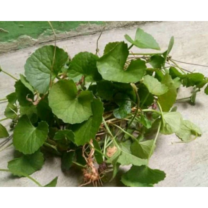 

Daun antanan segar di petik langsung 500g
