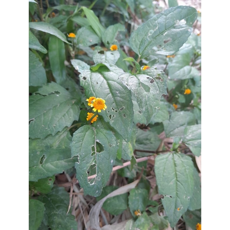 

Daun jotang seger fresh 500gram