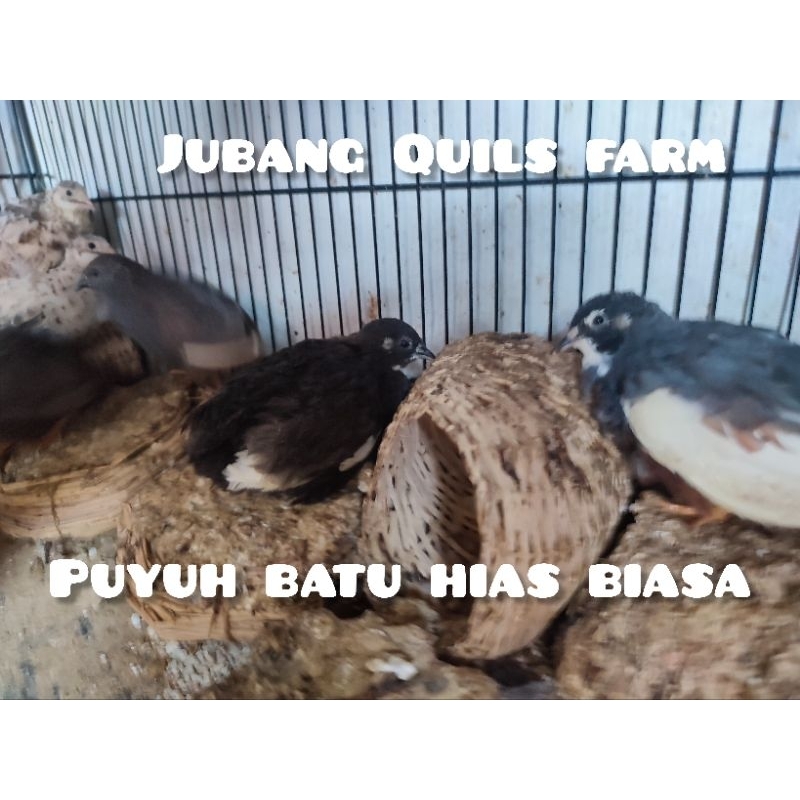 Puyuh Batu Hias Remaja/Dewasa
