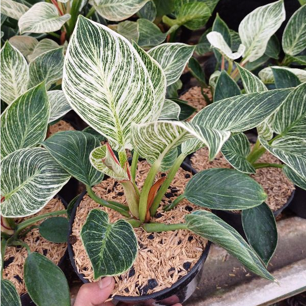 Tanaman Hias Philodendron Birkin / Philo Birkin - Tanaman Hias Daun