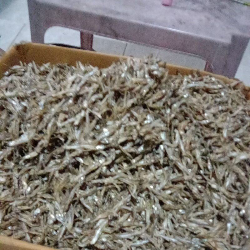 

teri jengki 250 grm