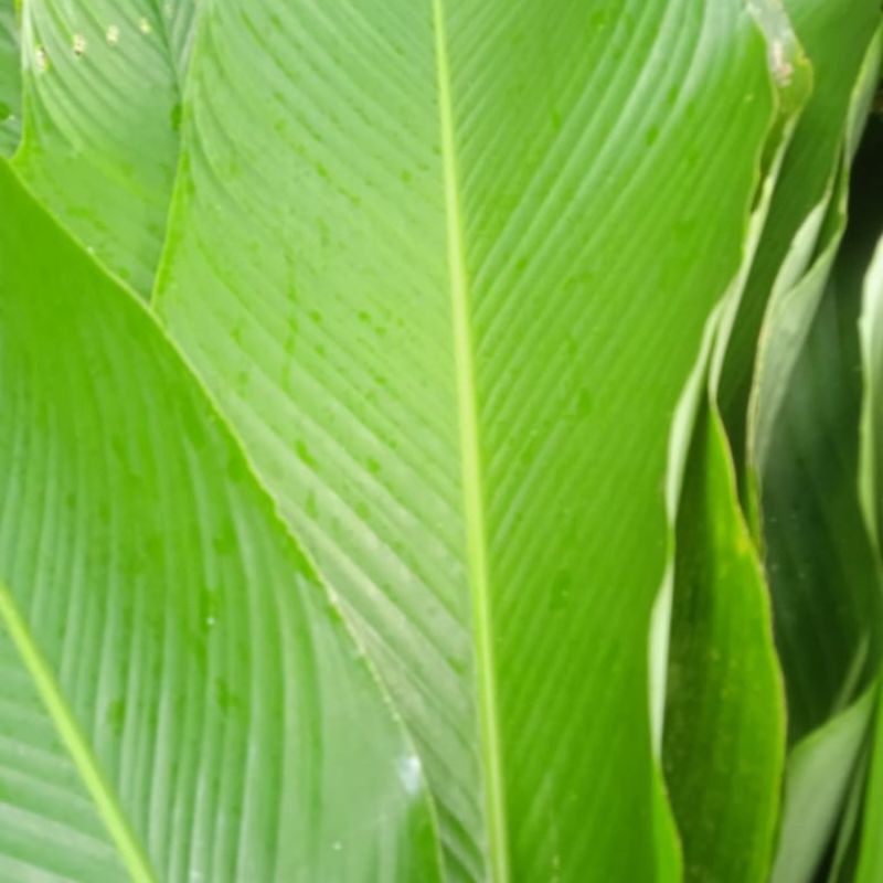 

Daun patat segar 250g