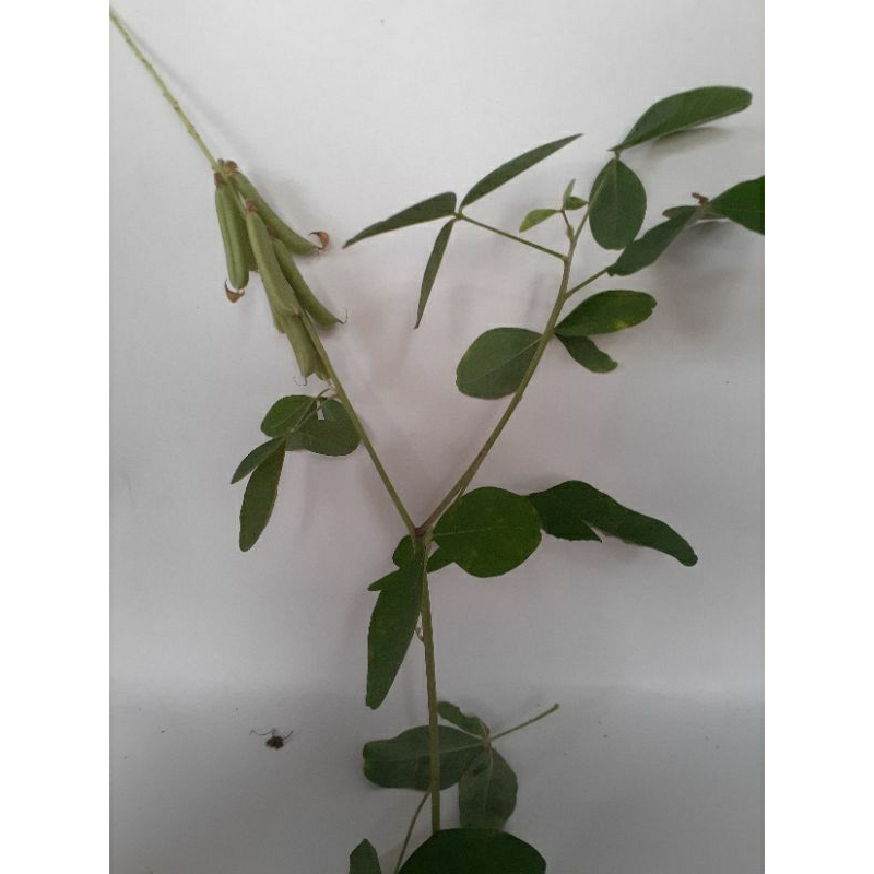 

daun herbal daun orok orok segar langsung petik 100 g