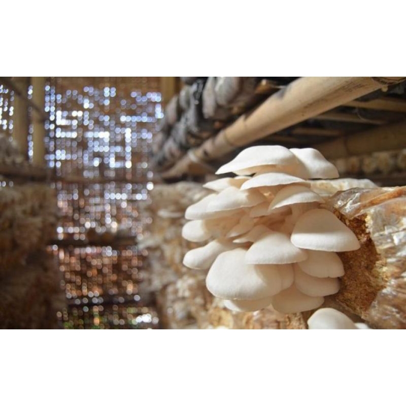 

jamur tiram segar 250g