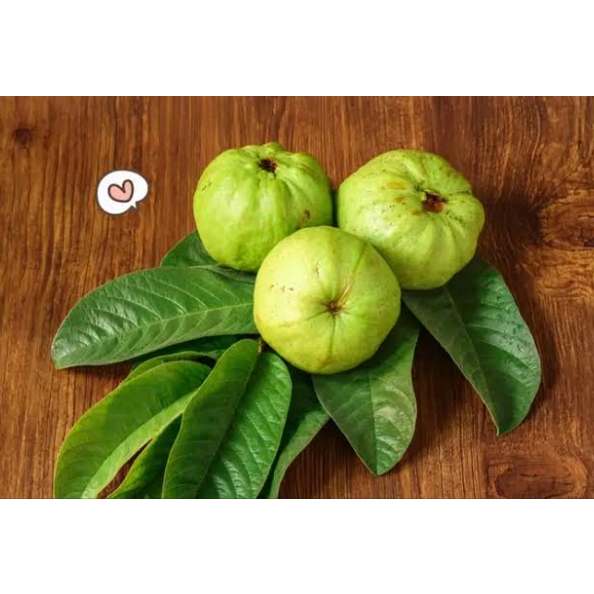 bibit jambu kristal putih cangkok | jambu kriistal cangkok | cangkok jambu kristal | kondisi rimbun-