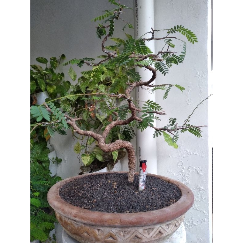 bonsai asem jawa