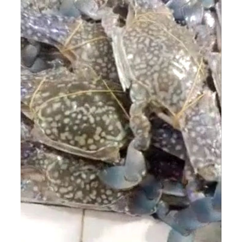 Rajungan Segar 1kg