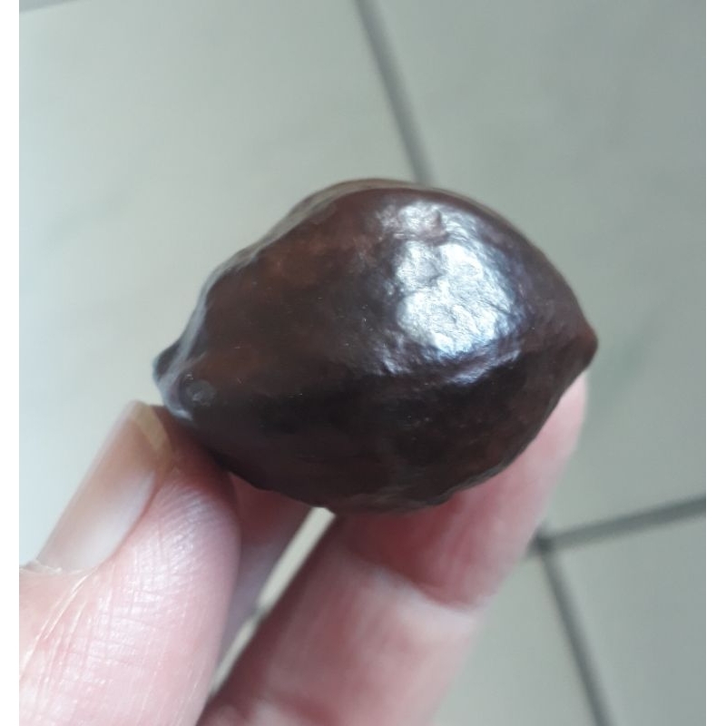 Kemiri Adu Muncang Adu Mayit MU JR Matang