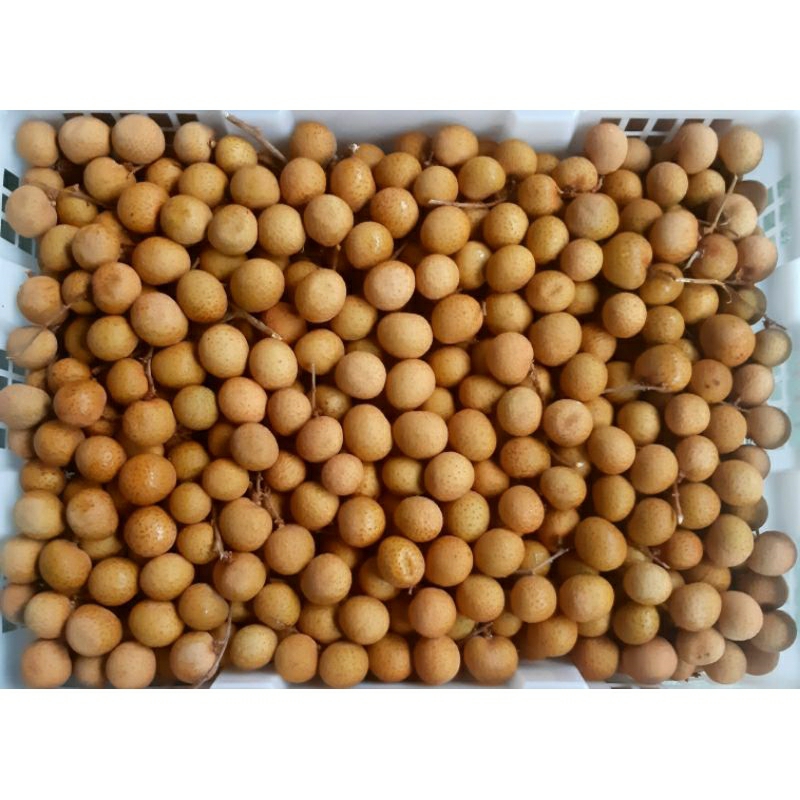 

Buah Lengkeng Emas Bangkok (250gr)