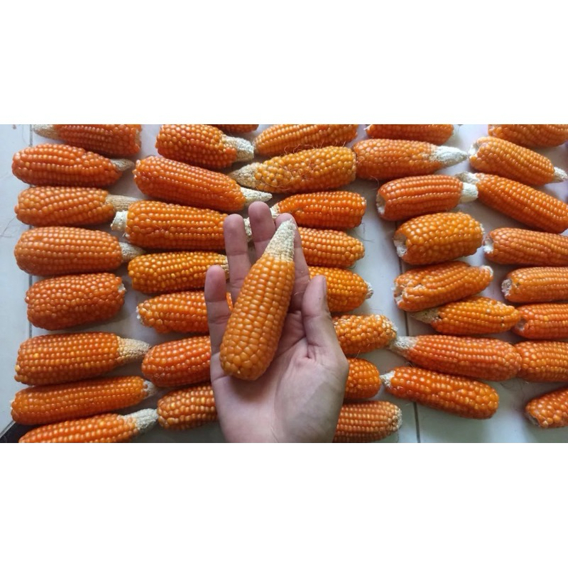 MAKANAN HAMSTER JAGUNG KERING 1 KG