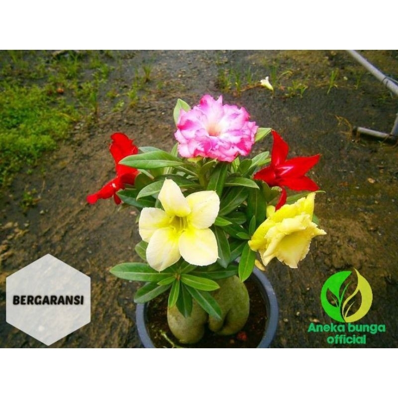 Adenium kamboja jepang 5 jenis warna bunga import
