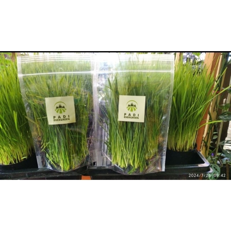 

Nafariz724 Rumput Gandum Organik Segar 50 Gram Fresh Cut Siap Olah Siap Makan Super Food