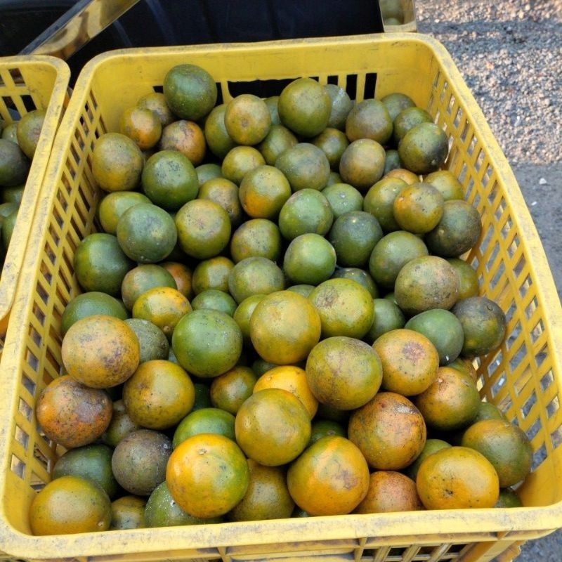 

1kg Jeruk Semboro Asli